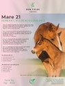 Mare 21